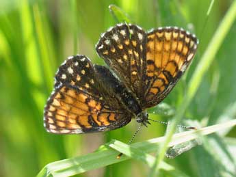 Melitaea diamina Lang adulte - Philippe Mothiron