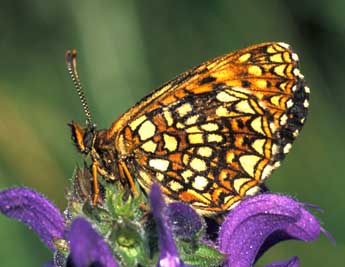 Melitaea diamina Lang adulte - ©Tristan Lafranchis