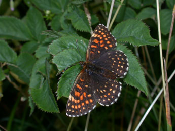 Melitaea diamina Lang adulte - ©Philippe Mothiron