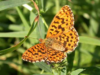 Boloria dia L. adulte - Philippe Mothiron