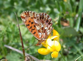 Boloria dia L. adulte - ©Philippe Mothiron