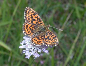 Boloria dia L. adulte - ©Philippe Mothiron