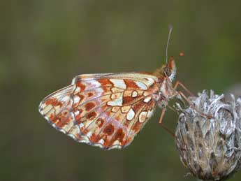 Boloria dia L. adulte - ©Philippe Mothiron