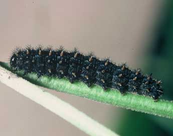  Chenille de Boloria dia L. - ©Philippe Mothiron