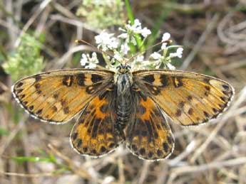 Melitaea didyma Esp. adulte - Jrme Albre