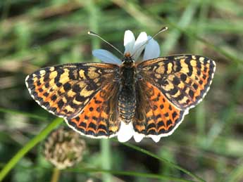 Melitaea didyma Esp. adulte - Claire Hodd