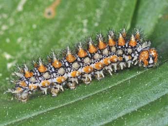  Chenille de Melitaea didyma Esp. - Philippe Mothiron