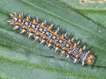  Chenille de Melitaea didyma Esp. - ©Philippe Mothiron