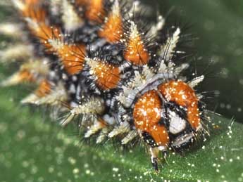  Chenille de Melitaea didyma Esp. - ©Philippe Mothiron