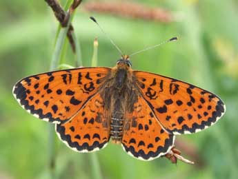 Melitaea didyma Esp. adulte - Claire Hodd