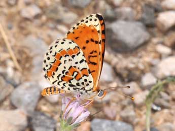 Melitaea didyma Esp. adulte - ©Philippe Mothiron