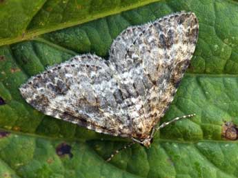 Mesotype didymata L. adulte - Daniel Morel