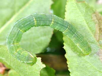  Chenille de Mesotype didymata L. - Philippe Mothiron