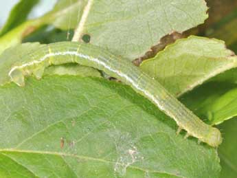  Chenille de Mesotype didymata L. - Philippe Mothiron