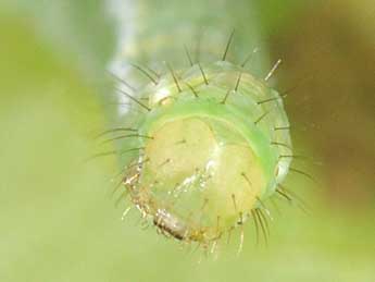  Chenille de Mesotype didymata L. - Philippe Mothiron