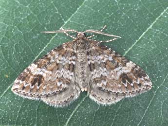 Mesotype didymata L. adulte - Philippe Mothiron