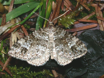 Mesotype didymata L. adulte - Philippe Mothiron