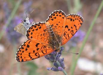 Melitaea didyma Esp. adulte - ©Philippe Mothiron