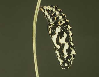  Chrysalide de Melitaea didyma Esp. - ©Philippe Mothiron