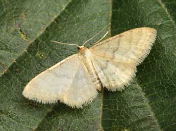 Idaea dilutaria Hb. adulte - ©Daniel Morel