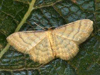 Idaea dilutaria Hb. adulte - Daniel Morel