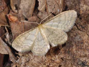 Idaea dilutaria Hb. adulte - ©Philippe Mothiron