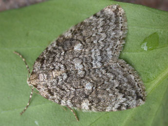 Epirrita dilutata D. & S. adulte - Philippe Mothiron