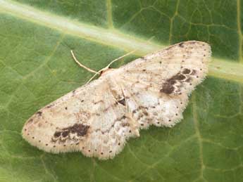 Idaea dimidiata Hfn. adulte - Daniel Morel