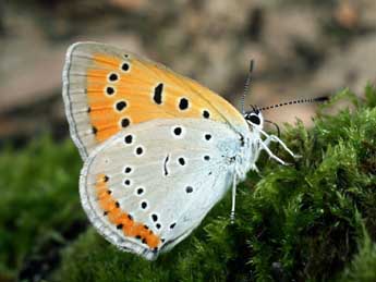 Lycaena dispar Hw. adulte - Serge Wambeke