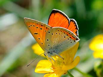 Lycaena dispar Hw. adulte - ©Jean-Franois Maradan