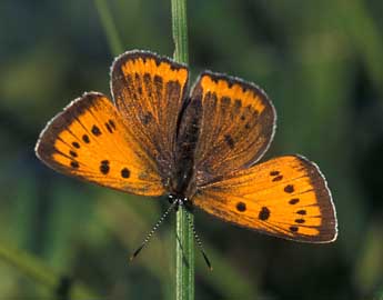 Lycaena dispar Hw. adulte - ©Tristan Lafranchis