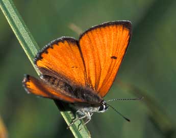 Lycaena dispar Hw. adulte - Tristan Lafranchis