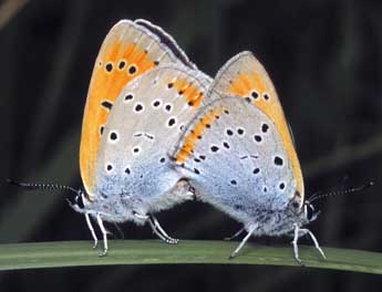 Lycaena dispar Hw. adulte - Michel Rauch