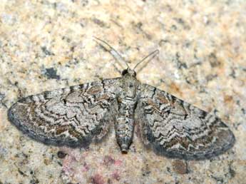 Eupithecia dissertata Png. adulte - ©Patrick Rosset