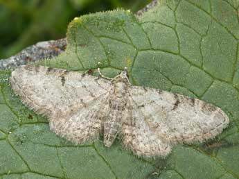 Eupithecia distinctaria H.-S. adulte - ©Daniel Morel