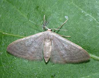 Idaea distinctaria Bsdv. adulte - ©Philippe Mothiron