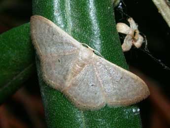 Idaea distinctaria Bsdv. adulte - ©Philippe Mothiron