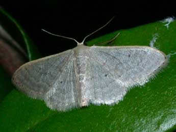 Idaea distinctaria Bsdv. adulte - Philippe Mothiron