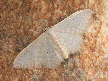 Idaea distinctaria Bsdv. adulte - ©Daniel Morel