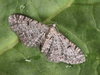 Eupithecia distinctaria H.-S. adulte - ©Daniel Morel