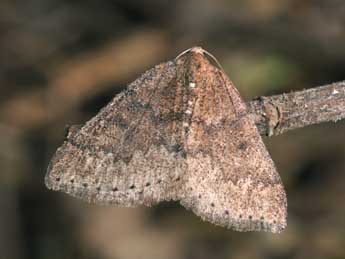 Aleucis distinctata H.-S. adulte - Philippe Mothiron