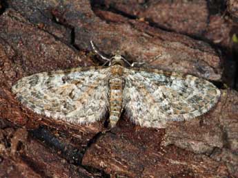 Eupithecia dodoneata Gn. adulte - ©Samuel Ducept