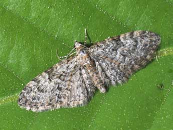 Eupithecia dodoneata Gn. adulte - Philippe Mothiron