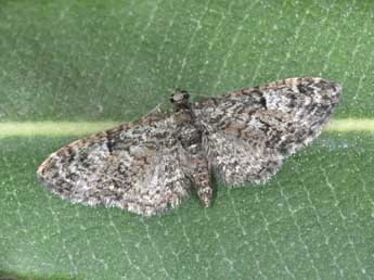 Eupithecia dodoneata Gn. adulte - ©Philippe Mothiron