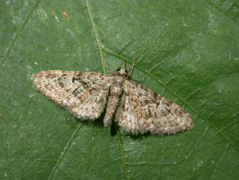 Eupithecia dodoneata Gn. adulte - ©Philippe Mothiron