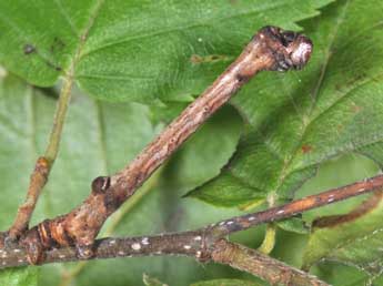  Chenille de Plagodis dolabraria L. - ©Philippe Mothiron