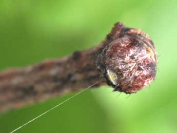  Chenille de Plagodis dolabraria L. - ©Philippe Mothiron