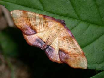 Plagodis dolabraria L. adulte - Philippe Mothiron