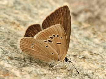 Polyommatus dolus Hb. adulte - ©Daniel Morel