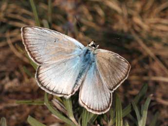 Polyommatus dolus Hb. adulte - Daniel Morel